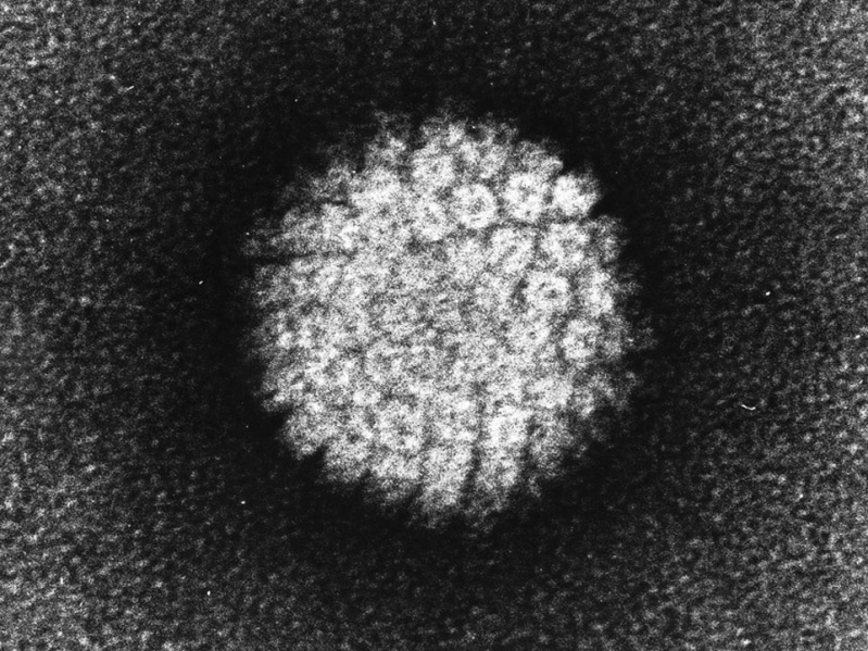File:Human papilloma virus.jpg