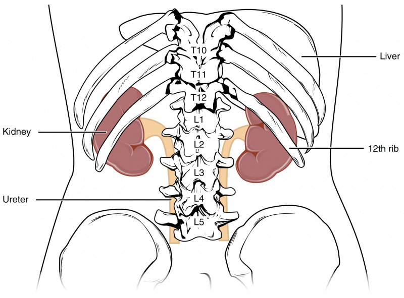 File:Kidney position.jpeg