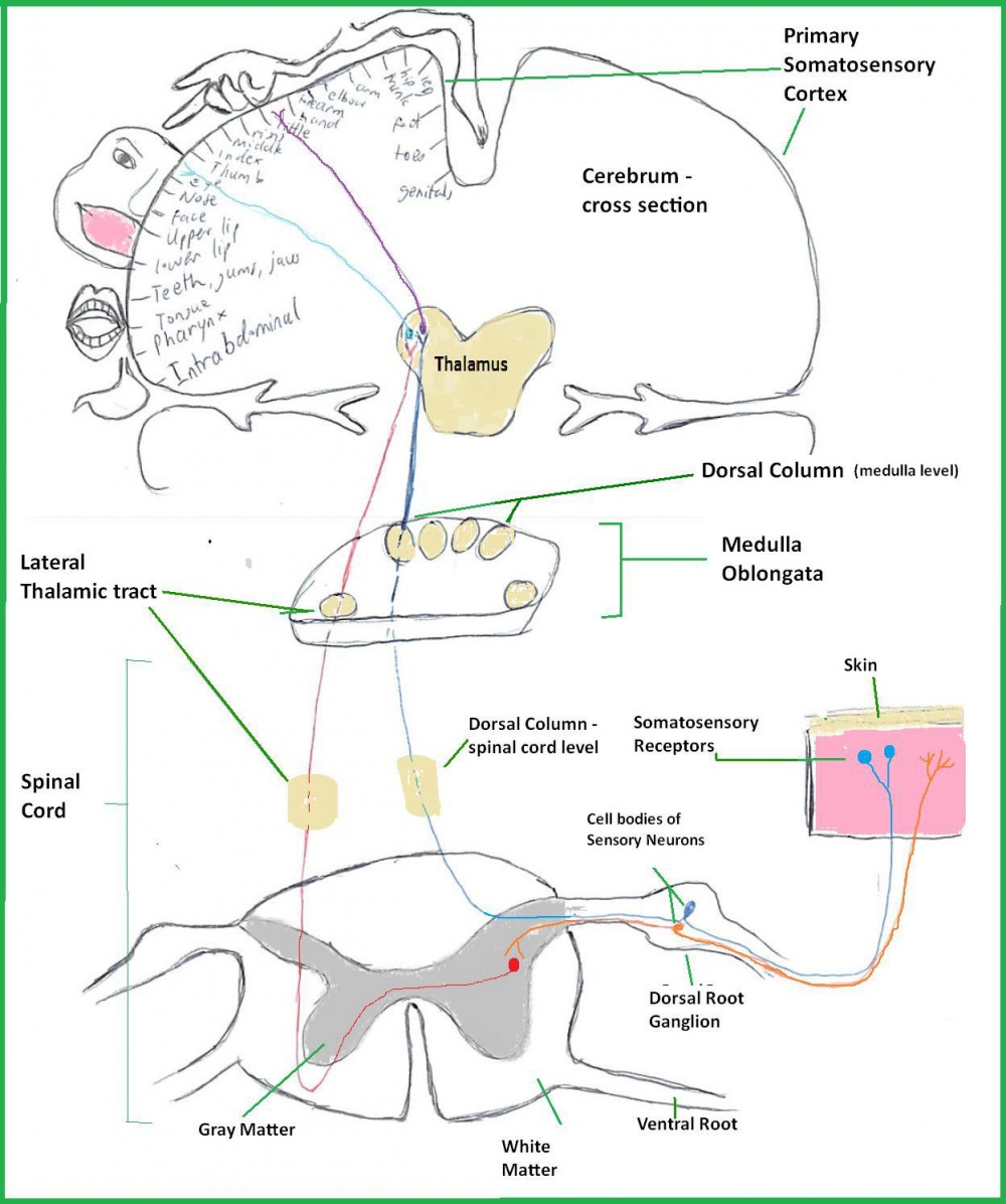 2012 Group Project 2 - Embryology