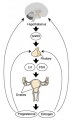 Human Hypothalamus - Pituitary - Gonad axis