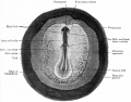 Fig. 51. Dorsal view of chick embryo with ten pairs of mesodermal somites.