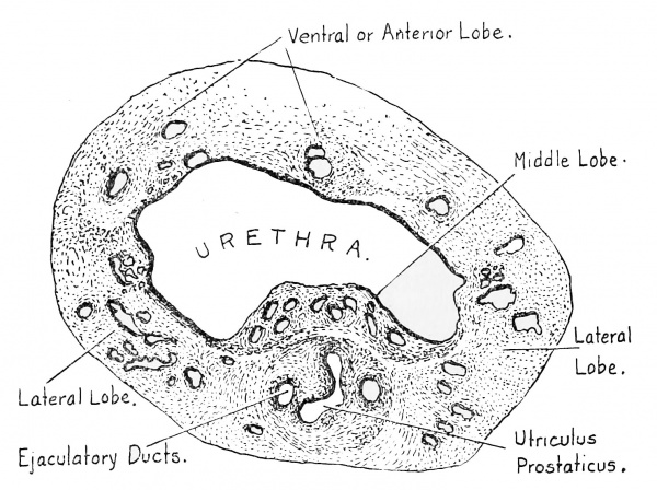 Human Fetus 12.5 cm prostate