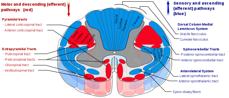 File:Spinal cord tracts.png
