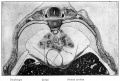 Fig. 290. Transverse section of a pig embryo of 35 mm, showing the developing lungs (bronchial rami surrounded by mesoderm).