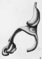 1914 lateral view human embryo 27 mm