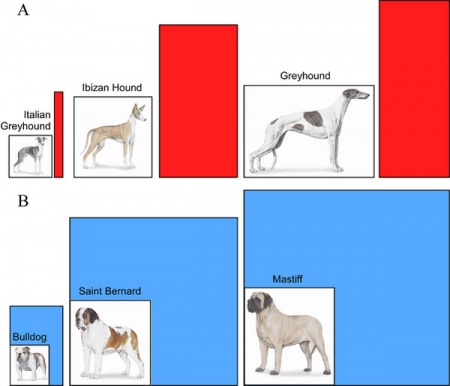 Dog Development - Embryology