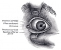 892 Front of left eye with eyelids separated to show medial canthus