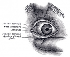 Integumentary System - Eyelid Development - Embryology