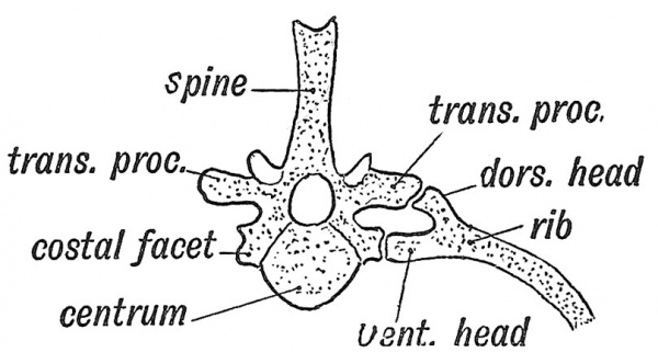 Fig. 60 The Bicipital Rib of a Lower Vertebrate (crocodile).