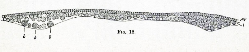 Fig. 12. Section of a blastoderm of a fowl's egg at the commencement of incubation.