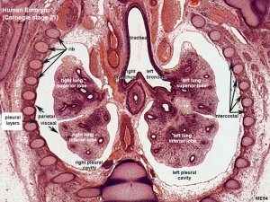 respiratory histology week 8