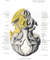 Fig.2. Wax plate reconstruction of the chondrocranium of a 40mm human fetus (seen from above).