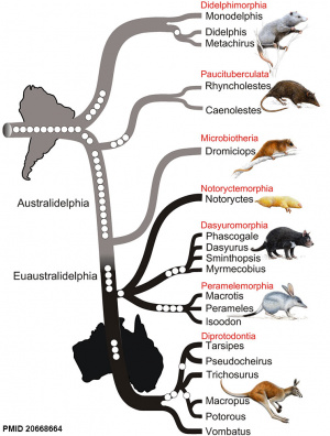 Phylogenetic tree of marsupials derived from retroposon data.jpg