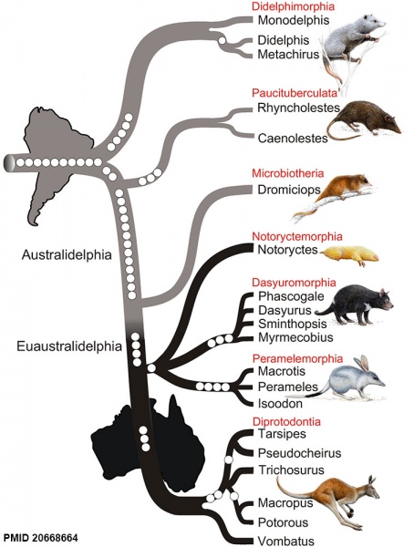 File:Phylogenetic tree of marsupials derived from retroposon data.jpg
