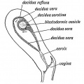Fig. 71. Section of the Uterus showing the three parts of the Decidua.
