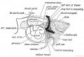 Fig. 202. Diagram to show the manner in which the heart is fixed within the pericardium by the Arterial and Venous Mesocardia in a human embryo of 3 weeks.