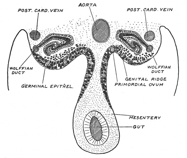 Fig. 23 Diagrammatic Section of the roof of the Coelomic cavity of a human embryo in the fifth week of development