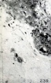 Fig. 239. Fusing Hofbauer cells forming a giant cell. No. 645, slide 2. X300.
