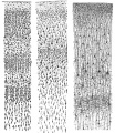 Fig 5. Laminar and columnar organization of the cerebral cortex - Z5177691 - UNSW image