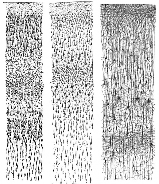 File:Neural- cortex Cajal drawing 01.jpg