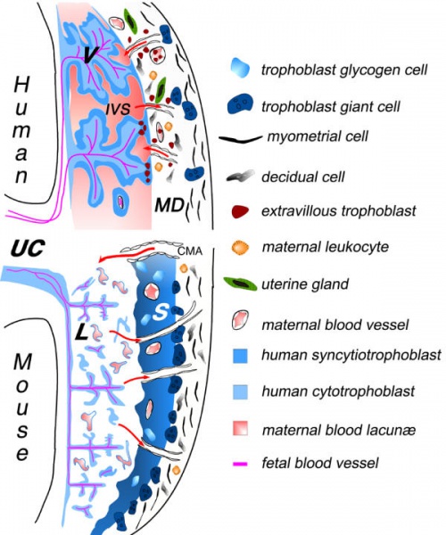 File:Human and mouse fetal-maternal interface cartoon.jpg