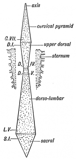 Fig. 47 Diagram of the Pyramids of the Spine.