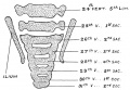 Fig. 49. Lumbo-sacral Region Spine Foetus end of the 2nd month