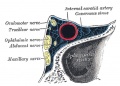 786 Oblique section through the right cavernous sinus