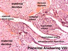 Placenta - Histology - Embryology