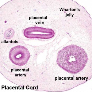 Histology Human placental cord cross-section