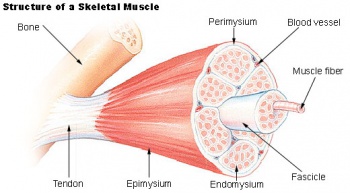 Skeletal muscle structure cartoon.jpg
