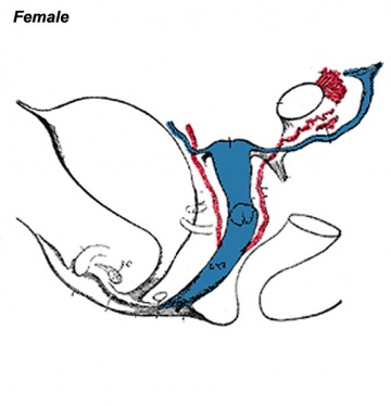 Prostate Development - Embryology