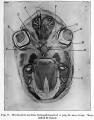 Fig 17. Horizontal section through head of a pig 25 mm long