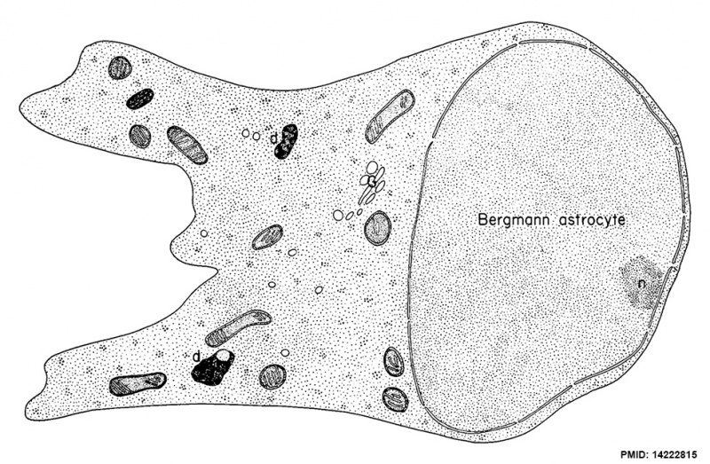 File:Cerebellar Bergmann astrocyte cartoon.jpg