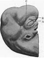Fig 1. Profile view of the embryo