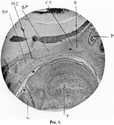 Fig. 1. a sagittal section of the head of a 15 mm. embryo