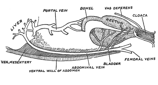 Fig. 27 The cloaca, bladder and abdominal vein of a frog.