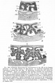 Fig. 184 Diagrams illustrating the development of the villi in the human placenta