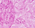 Corpus luteum, theca lutein cells, granulosa lutein cells, x40
