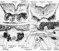Early development of the thyroid gland of the frog