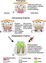 Tooth eruption signaling