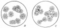 Fig. 17. Polyspermy in sea-urchin eggs treated with 0.005 per cent, nicotine solution