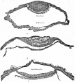 Fig. 59. Sections of blastodermic vesicle of bat.