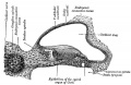 Fig. 903. Cat cochlear duct and ganglia