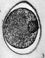 Fig. 3. Section of an unsegmented ovum of the pony (P1) with a large vesicular nucleus. x 520.