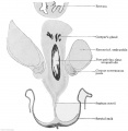 Fig. 643. Transverse section of a male embryo of 70 mm head-foot length (embryo R. Meyer 267; slide 67, row 1, section 3), below the symphysis pubis. X ca. 23. From behind forwards the following parts are cut: rectum, pars pelvina of the urogenital sinus and scrotum. From the pars pelvina Cowper's glands have developed and between A the mesenchyme of the urogenital sinus and the epithelium of the scrotum there is stretched the septum scroti.