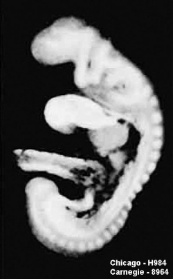 Wen1928-Fig01c.jpg