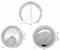 Fig. 43. Surface views of blastoderms of the pigeon.
