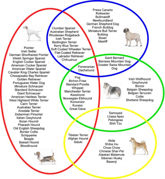File:Dog genetics.jpg