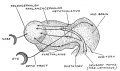 Fig. 98. Embryonic Fore-Brain various parts linked to sensory tracts.